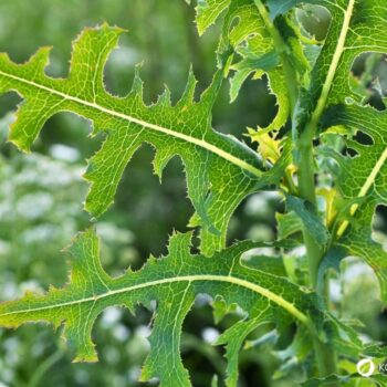 Entdecke den Stachel-Lattich: Die wilde Stammform des Salats überzeugt mit Heilwirkung und vielseitigen Rezeptideen.