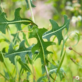 Entdecke den Stachel-Lattich: Die wilde Stammform des Salats überzeugt mit Heilwirkung und vielseitigen Rezeptideen.