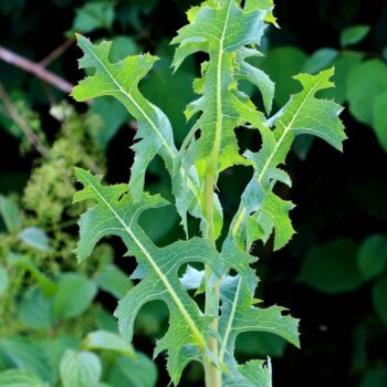 Entdecke den Stachel-Lattich: Die wilde Stammform des Salats überzeugt mit Heilwirkung und vielseitigen Rezeptideen.