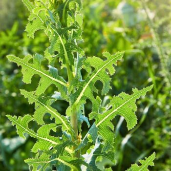Entdecke den Stachel-Lattich: Die wilde Stammform des Salats überzeugt mit Heilwirkung und vielseitigen Rezeptideen.