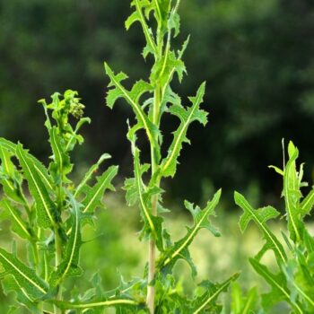 Entdecke den Stachel-Lattich: Die wilde Stammform des Salats überzeugt mit Heilwirkung und vielseitigen Rezeptideen.