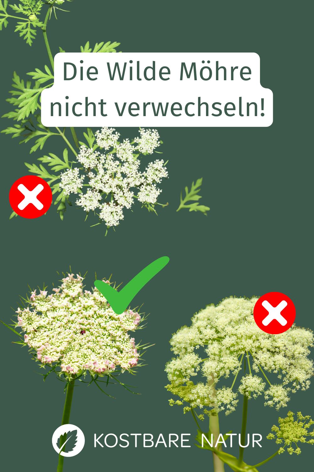 Wilde Möhre und ihre Verwechslungspartner sicher unterscheiden. Lerne die Merkmale der Wilden Möhre kennen und vermeide giftige Doppelgänger.