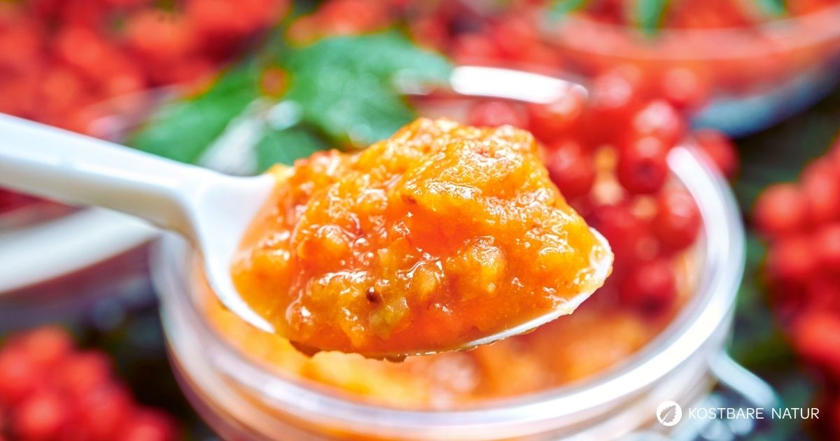 Die Beeren der Eberesche sind nicht für Vögel gesund. Verwerte die Vitamin-C-haltigen Vogelbeeren z.B. in dieser herben Soße für deftige Gerichte.