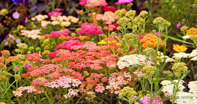 Flavonoide schützen deine Zellen. Erfahre, welche Wildkräuter besonders reich daran sind und wie du sie schonend im Alltag zubereitest.