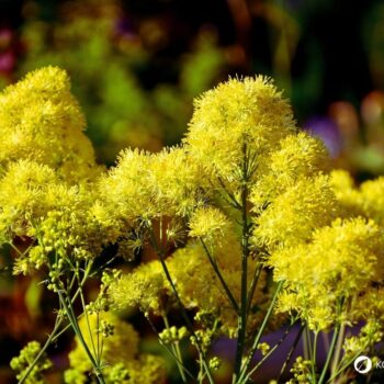 Die Gelbe Wiesenraute im Porträt: Erfahre alles über Erkennungsmerkmale, Giftigkeit, Inhaltsstoffe wie Berberin und den Anbau im Garten.