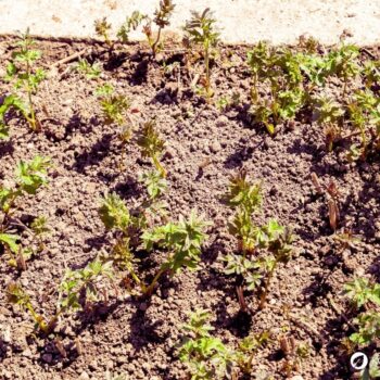 Die Gelbe Wiesenraute im Porträt: Erfahre alles über Erkennungsmerkmale, Giftigkeit, Inhaltsstoffe wie Berberin und den Anbau im Garten.