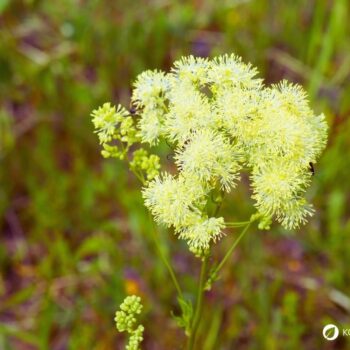 Die Gelbe Wiesenraute im Porträt: Erfahre alles über Erkennungsmerkmale, Giftigkeit, Inhaltsstoffe wie Berberin und den Anbau im Garten.