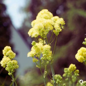 Die Gelbe Wiesenraute im Porträt: Erfahre alles über Erkennungsmerkmale, Giftigkeit, Inhaltsstoffe wie Berberin und den Anbau im Garten.