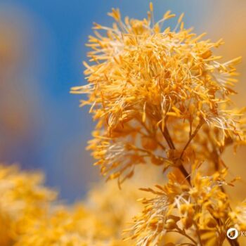 Die Gelbe Wiesenraute im Porträt: Erfahre alles über Erkennungsmerkmale, Giftigkeit, Inhaltsstoffe wie Berberin und den Anbau im Garten.