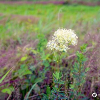 Die Gelbe Wiesenraute im Porträt: Erfahre alles über Erkennungsmerkmale, Giftigkeit, Inhaltsstoffe wie Berberin und den Anbau im Garten.
