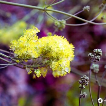 Die Gelbe Wiesenraute im Porträt: Erfahre alles über Erkennungsmerkmale, Giftigkeit, Inhaltsstoffe wie Berberin und den Anbau im Garten.