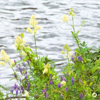 Die Gelbe Wiesenraute im Porträt: Erfahre alles über Erkennungsmerkmale, Giftigkeit, Inhaltsstoffe wie Berberin und den Anbau im Garten.