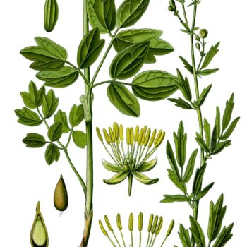 Die Gelbe Wiesenraute im Porträt: Erfahre alles über Erkennungsmerkmale, Giftigkeit, Inhaltsstoffe wie Berberin und den Anbau im Garten.