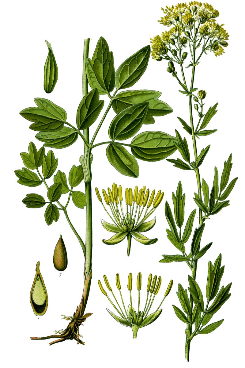 Die Gelbe Wiesenraute im Porträt: Erfahre alles über Erkennungsmerkmale, Giftigkeit, Inhaltsstoffe wie Berberin und den Anbau im Garten.