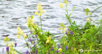 Die Gelbe Wiesenraute im Porträt: Erfahre alles über Erkennungsmerkmale, Giftigkeit, Inhaltsstoffe wie Berberin und den Anbau im Garten.