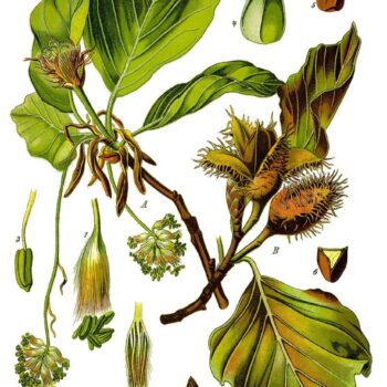 Lerne alles über essbare Blätter, gesunde Bucheckern, Heilkräfte für die Haut, Erkennungsmerkmale und leckere Rezeptideen im Alltag.