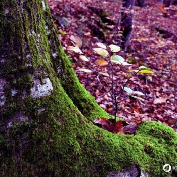 Lerne alles über essbare Blätter, gesunde Bucheckern, Heilkräfte für die Haut, Erkennungsmerkmale und leckere Rezeptideen im Alltag.