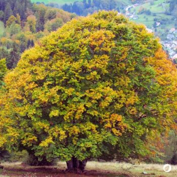 Lerne alles über essbare Blätter, gesunde Bucheckern, Heilkräfte für die Haut, Erkennungsmerkmale und leckere Rezeptideen im Alltag.
