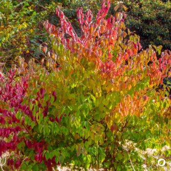 Lerne alles über essbare Blätter, gesunde Bucheckern, Heilkräfte für die Haut, Erkennungsmerkmale und leckere Rezeptideen im Alltag.
