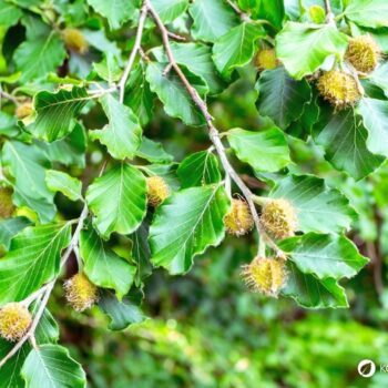 Lerne alles über essbare Blätter, gesunde Bucheckern, Heilkräfte für die Haut, Erkennungsmerkmale und leckere Rezeptideen im Alltag.