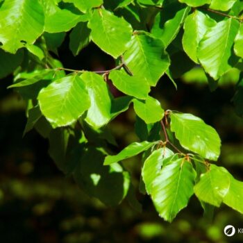 Lerne alles über essbare Blätter, gesunde Bucheckern, Heilkräfte für die Haut, Erkennungsmerkmale und leckere Rezeptideen im Alltag.