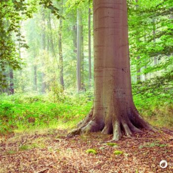 Lerne alles über essbare Blätter, gesunde Bucheckern, Heilkräfte für die Haut, Erkennungsmerkmale und leckere Rezeptideen im Alltag.