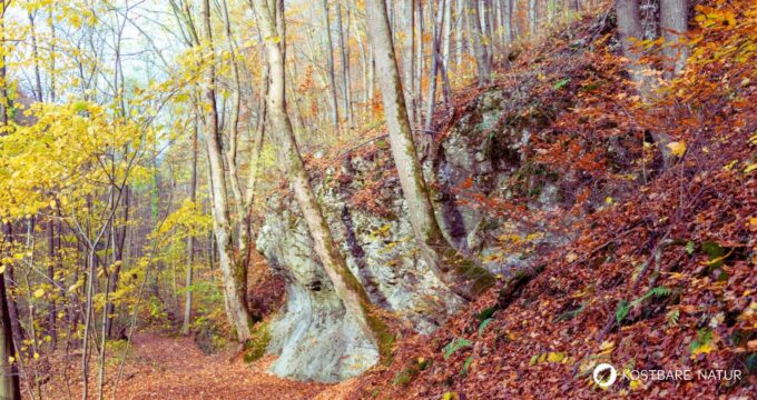 Lerne alles über essbare Blätter, gesunde Bucheckern, Heilkräfte für die Haut, Erkennungsmerkmale und leckere Rezeptideen im Alltag.