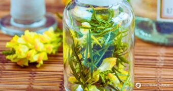 Leinkraut-Tinktur einfach selber machen: Erfahre alles über Inhaltsstoffe, traditionelle Wirkung, Anwendung und sichere Dosierung.